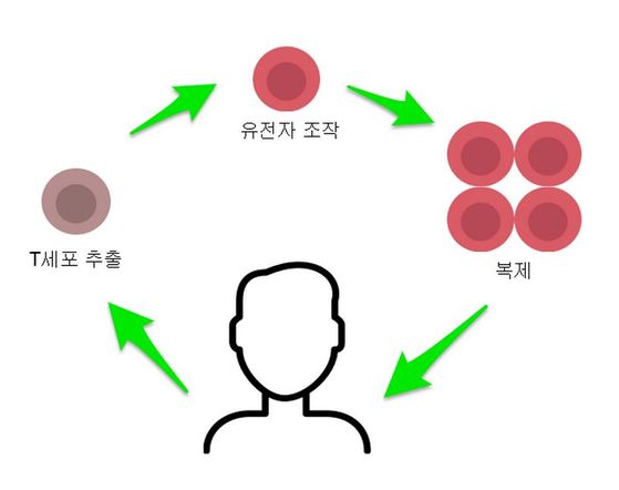 노바티스의 '킴리아'가 이용한 T세포 치료법의 도식. 환자의 몸에서 T세포를 추출해 암세포를 파괴하도록 유전자를 변형한 뒤 다시 환자의 몸에 주입하는 과정이다. 이기준 기자