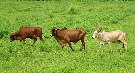 인도에서는 한가로이 거니는 소가 많이 보인다. 힌두교에서 소를 신성시 하기 때문이다. 