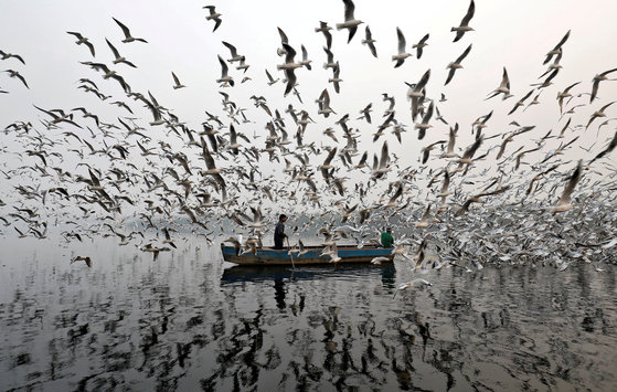 11월 17일, 인도 뉴델리의 야무나 강에서 한 사내가 갈매기에게 먹이를 주고 있다. 인도는 심각한 공기오염에 시달리고 있다. [REUTERS=연합뉴스/Saumya Khandelwal]