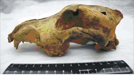 시베리아에서 발견된 개 두개골 [중앙포토]