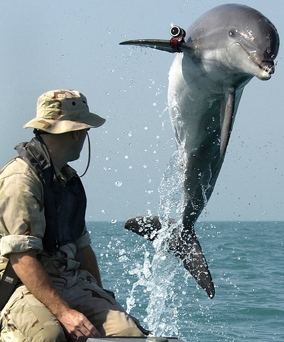 미 해군은 돌고래와 바다사자(아래 사진)를 훈련해 기뢰탐지에 사용했다. [사진 미 해군]