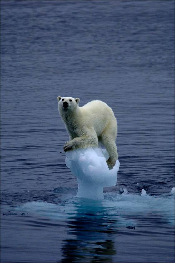 지구 온난화로 북극해 빙하가 녹아 생존 위기에 처한 북극곰 [사진 멕신 버켓 미국 하와이주립대 법과대학 교수·기초과학연구원] 