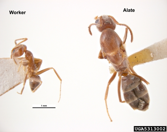 위해우려 외래곤충으로 지정된 아르헨티나개미. [사진 Pest and Diseases Image Library, Bugwood.org CC-BY-NC 3.0]