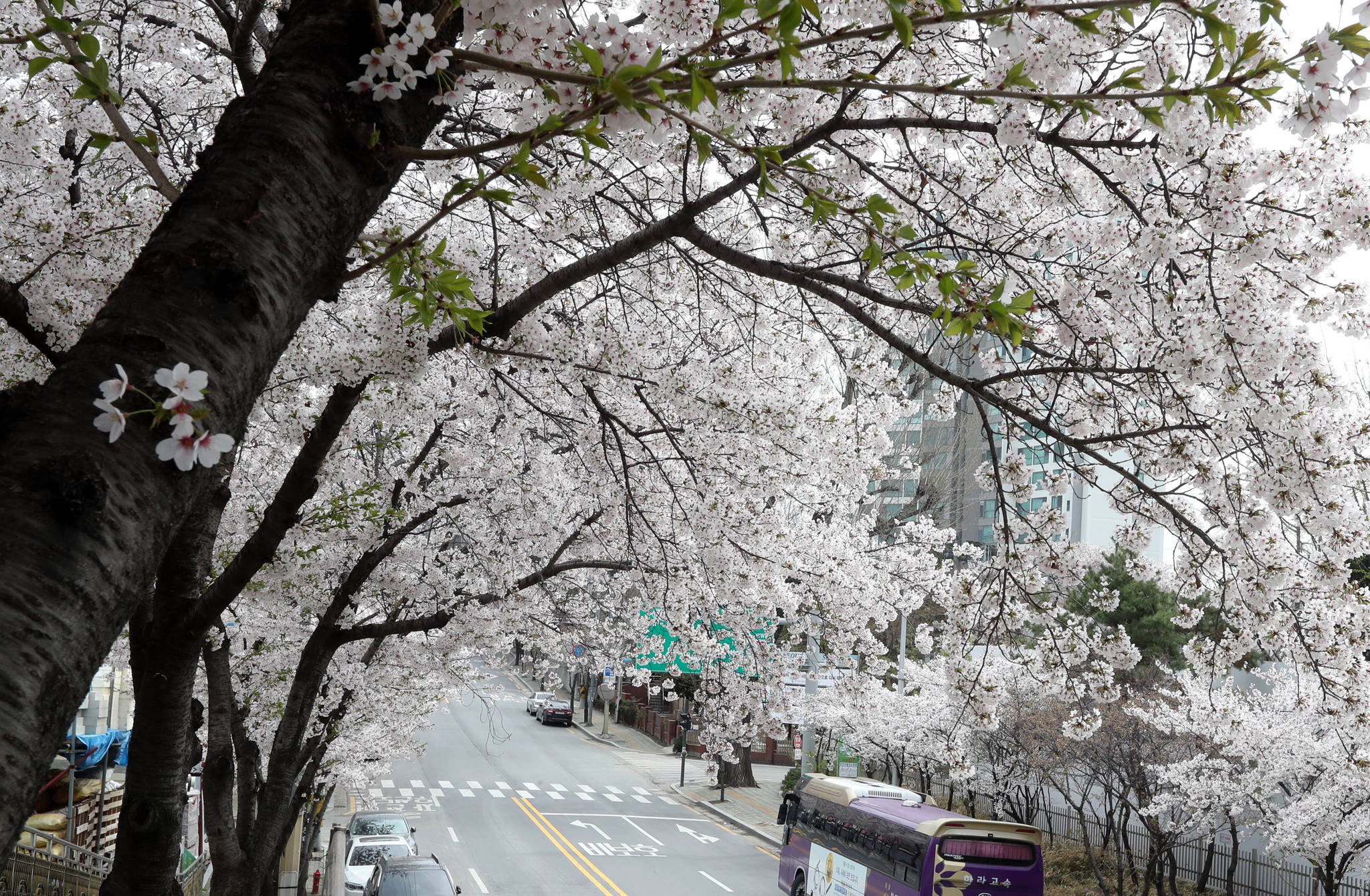 합정동 당인리 발전소 앞길에서 상수동에 이르는 가로수도 7일 현재 벚꽃이 만발했다. 강정현 기자