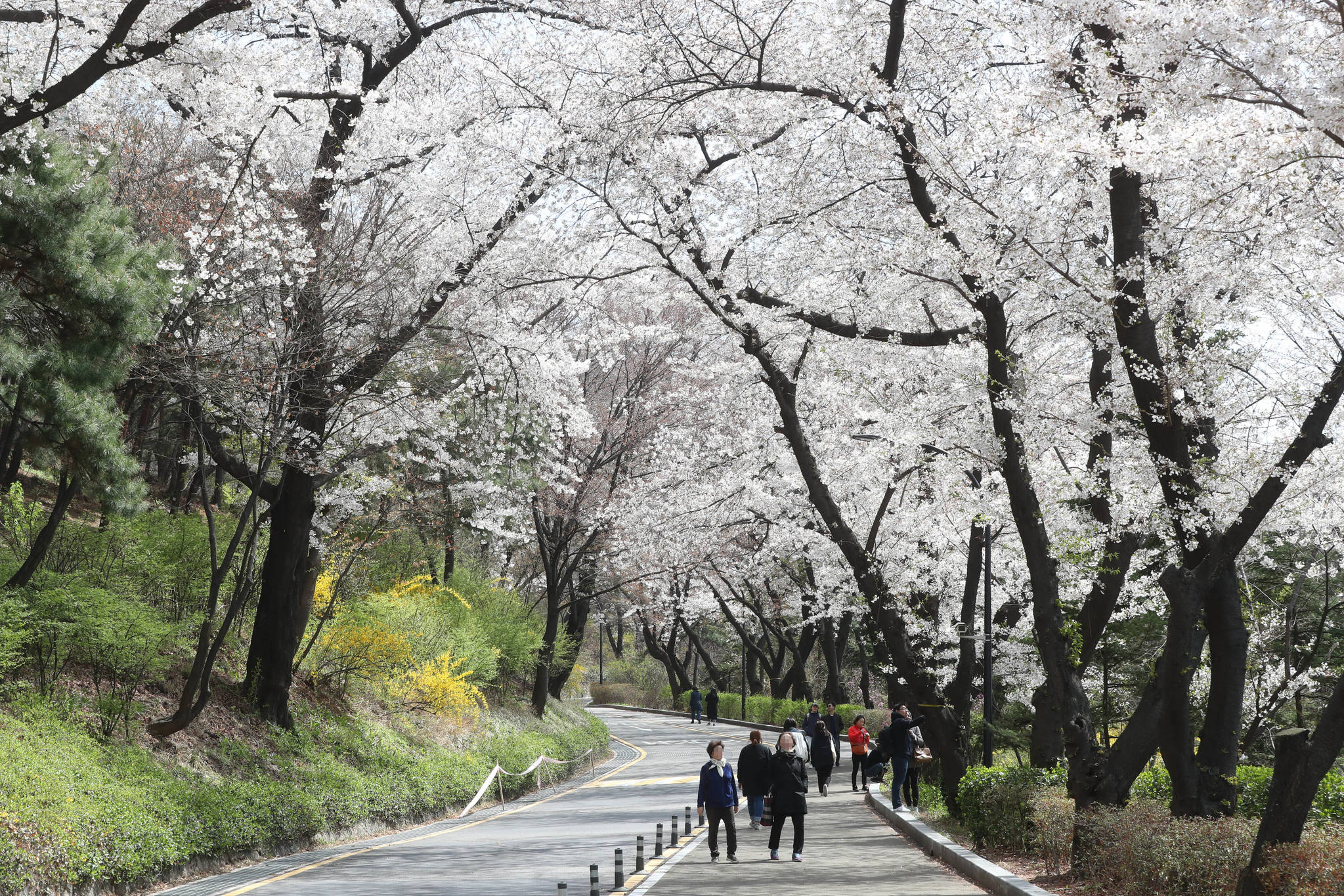 서울 남산 도서관에서 타워로 오르는 벚꽃길의 벚꽃은 지대가 높아서 인지 7일 현재 가장 싱싱하다. 강정현 기자