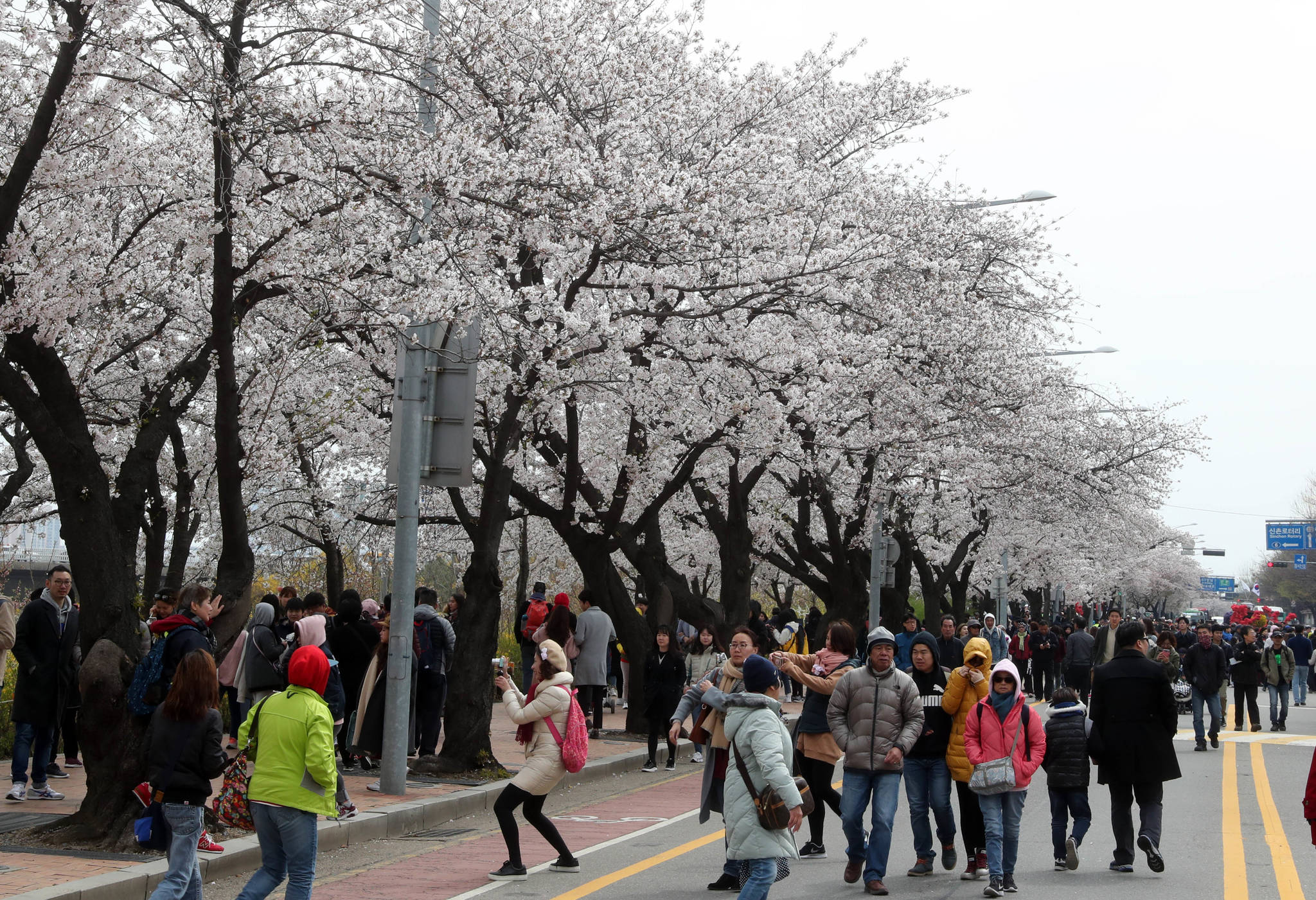 7일 서울 여의도 벚꽃축제가 개막했다. 오는 12일까지 열린다. 강정현 기자