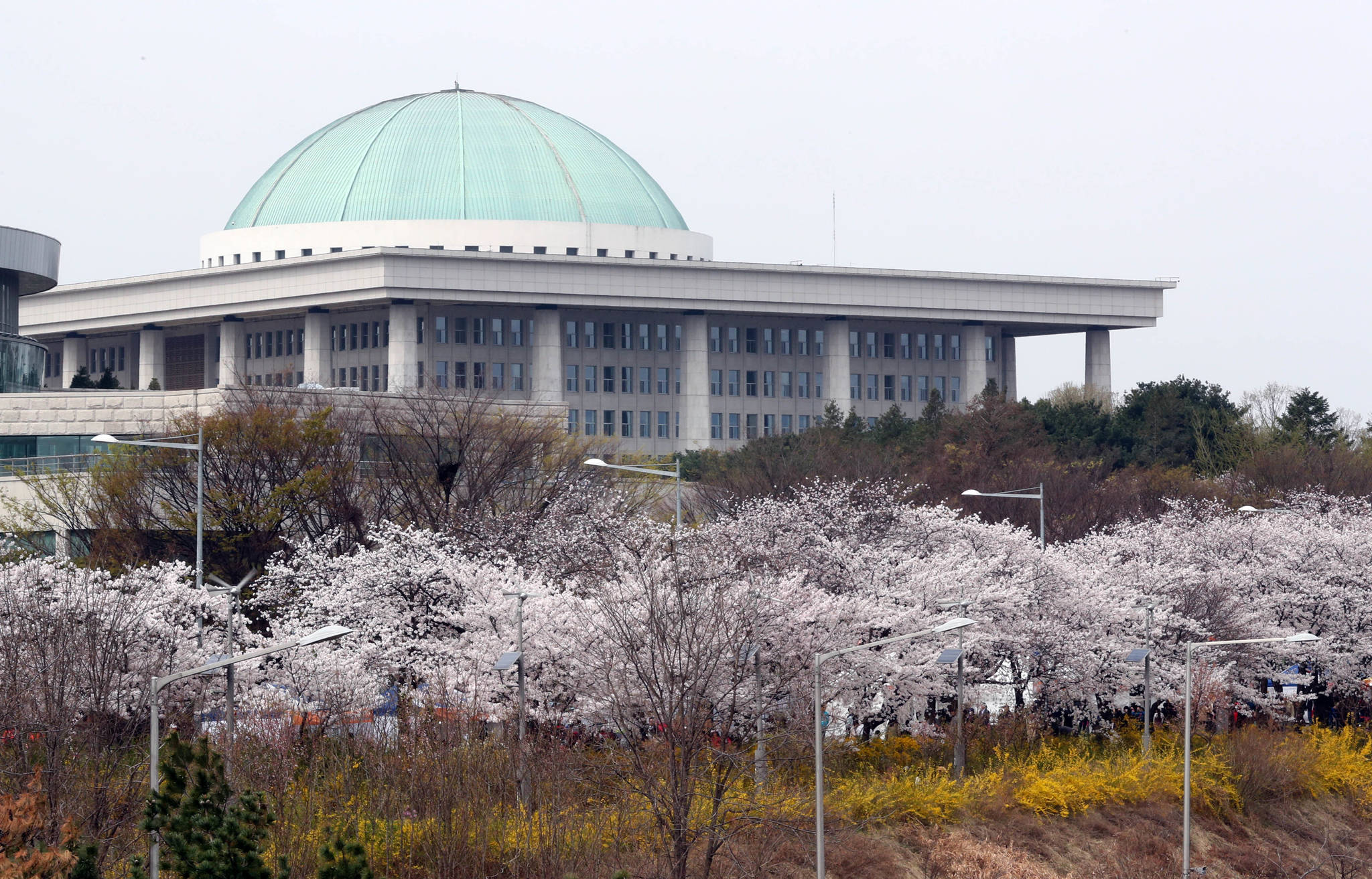 7일 서울 여의도 벚꽃축제가 개막했다. 오는 12일까지 열린다. 강정현 기자