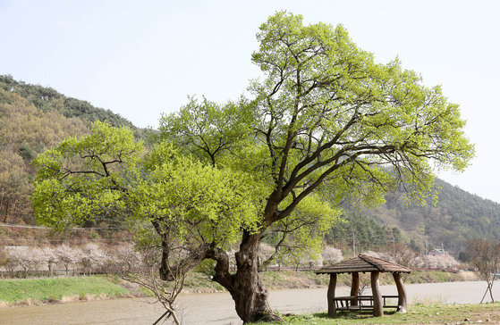 전남 구례의 ‘백의종군로’ 풍광. 옛 시골길 사이로 지리산의 경관과 정자, 시골마을이 어우러진 정취를 만끽할 수 있다. 프리랜서 장정필