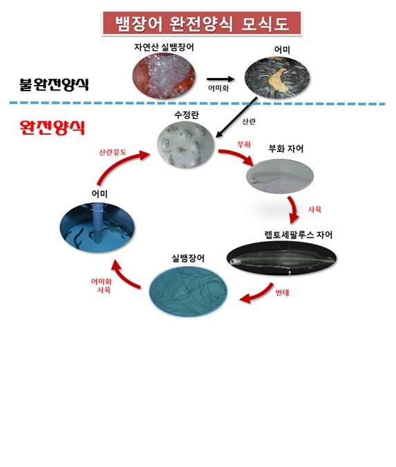 뱀장어 양식 과정 [중앙포토]