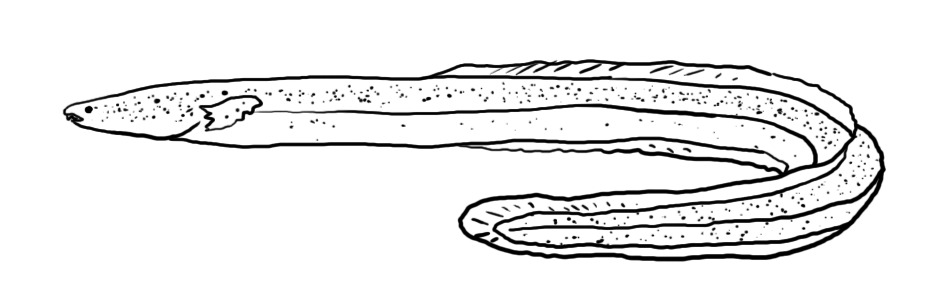 뱀장어