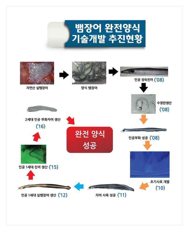 뱀장어 양식 추진 과정 [중앙포토]