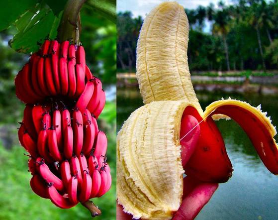 캐번디시, 그로미셸 외에도 야생에 존재하는 바나나의 종류는 많다. 때문에 바나나 종 자체가 멸종할 가능성은 그리 크지 않은 편이다. 사진은 레드 바나나 [중앙포토]