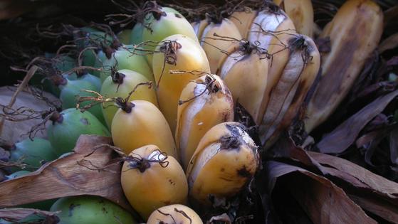 영국의 큐 왕립식물원 소속 과학자들이 발견한 '마다가스카르 바나나(Ensete Perrieri)'는 일반적으로 소비되는 캐번디시 바나나에 비해 크기가 작고 씨가 있는 것이 특징이다. [출처 큐왕립식물원]