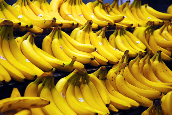 현재 전세계서 가장 널리 상품으로 유통되고 있는 바나나는 '캐번디시' 종이다. 캐번디시 종은 영양생식으로 인해 유전자가 모두 똑같으며 변종 파나마 병에 취약한 특징이 있다. [출처 stevehopson.com]