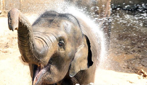 광주·전남지역에 폭염이 기승을 부리고 있는 16일 오전 광주 북구 우치공원 동물원에서 코끼리들이 사육사가 뿌려주는 물을 맞으며 더위를 식히고 있다. [뉴스1]