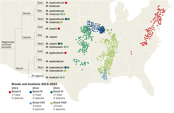 주기 매미 출현 지도. 7종이 15개 집단(Brood)을 형성, 13년 또는 17년 주기로 출현한다.