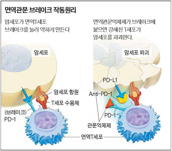 T세포가 암세포항원에 달라붙는다. 이때 면역조절세포나 암세포(PD-L1)가 브레이크(PD-1)를 막아 T세포를 약하게 만든다.(왼쪽) 관문억제제(적, 황)가 PD-L1과 PD-1에 달라붙어 T세포가 약해지지 않게 만들어 암세포를 공격, 파괴한다.(오른쪽) [사진 미 암연구소]