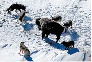 위험한 사냥에 덜 참여하는 이기적 동료에게도 늑대들은 고기를 나누어 준다.