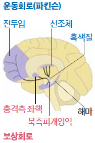 [두뇌 도파민 경로] 선행은 보상회로(적색)를 자극, 도파민을 생산한다. 도파민은 운동회로(청색)도 주관한다.