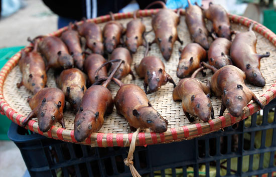 베트남 쥐고기에 대한 이미지 검색결과