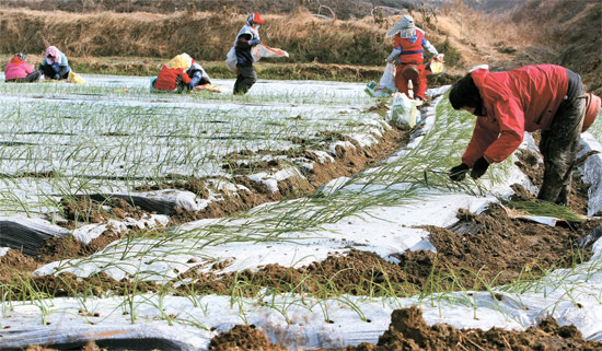 사진이 안 보일때:→우칙클릭 →사진보기 클릭. 작성: Daum카페: 한국 네티즌본부