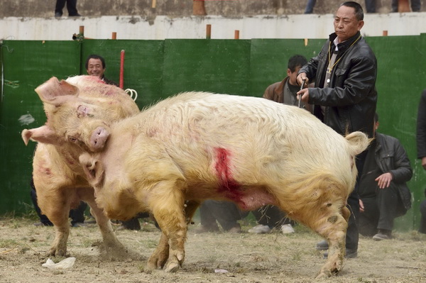 사진이 안보일 때→우측클릭→'사진보기' 클릭, OK. ☞작성: Daum카페: 한국 네티즌본부