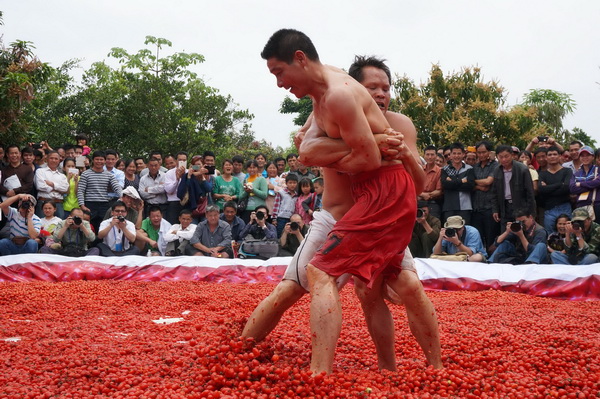 [사진] 방울토마토 씨름장