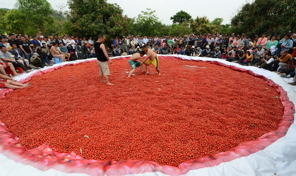 [사진] 방울토마토 씨름장