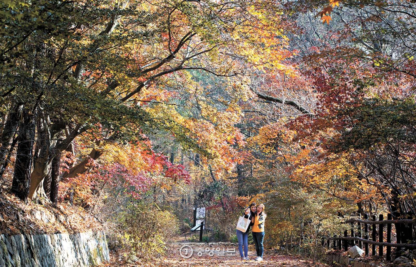 우이령 정상 가는 길의 고운 단풍터널.