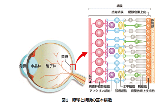 안구와 망막의 기본 구조[사진 일본 이화학연구소 홈페이지 캡처]