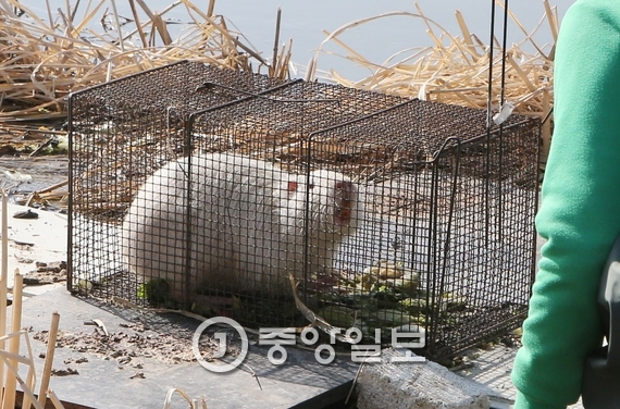 뉴트리아. [중앙포토]