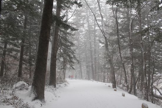 월정사 앞 전나무 숲길이 하얗게 눈에 덮여 있다. 이 길을 걷다 보면 정신이 맑아지는 느낌이다. 