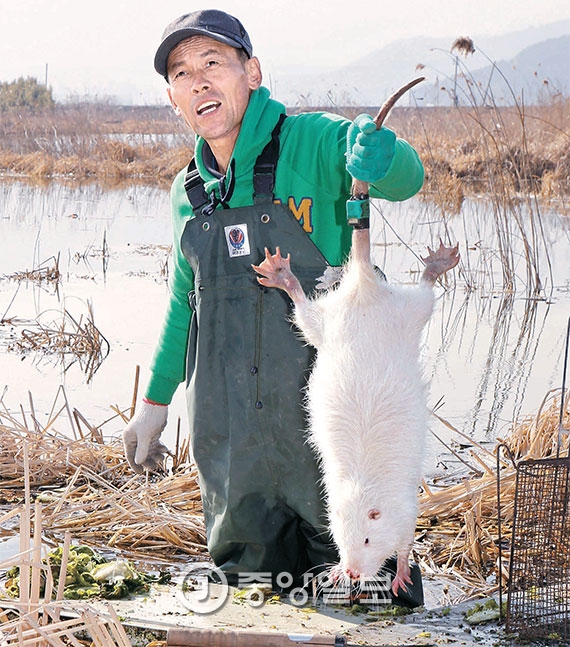 낙동강 유역에 퍼진 뉴트리아에 웅담 성분이 많다는 연구가 나와 관심을 끌고 있다. 생태교란종인데 덩치가 커 ‘괴물쥐’로 통한다. 민간퇴치반 전홍용씨가 포획한 뉴트리아를 들어 보이고 있다. [중앙포토]