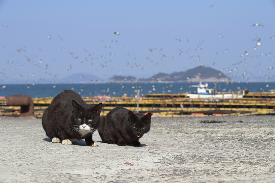 남해 바다 위 작은 섬, 인간과 고양이가 평화롭게 공존하는 경남 통영 욕지도에 봄이 찾아들었다. 방파제에서 한가로이 볕을 쬐고 있는 고양이가 섬의 봄 풍경을 이룬다. 임현동 기자