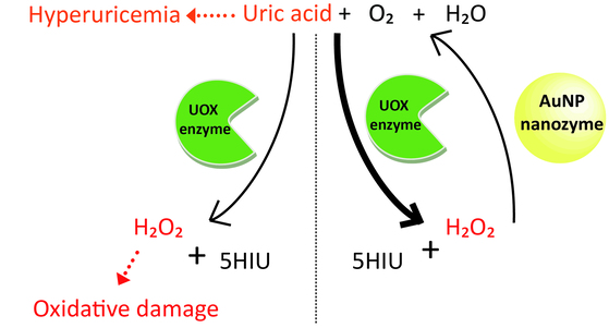요산분해효소(UOX enzyme)는 요산을 5-하이드록시이소유레이트(5HIU)와 과산화수소로 분해하는 효소다. 여기서 생성된 과산화수소는 활성산소로 인체에 여러 부작용을 발생한다. 금나노입자(AuNP nanozyme)는 과산화수소를 산소와 물로 분해하는 활성을 가진다. 따라서 요산분해효소와 금나노입자를 같이 사용함으로써 요산분해효소의 요산 분해로 인해 발생한 과산화수소를 금나노입자의 과산화수소 분해 활성으로 제거해 요산분해효소의 활성 증대를 확인했다. [미래창조과학부]