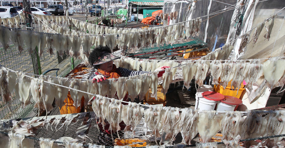 중국어선의 조업으로 어획량이 급감한 오징어. [중앙일보DB]