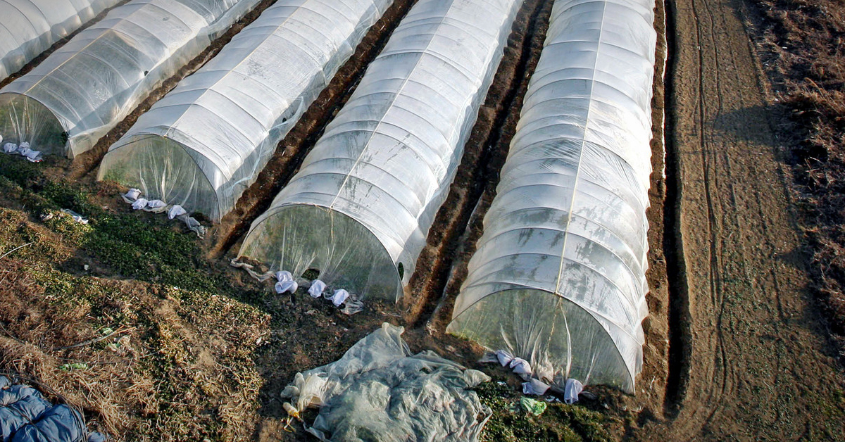Cambodian women’s tragedy…  He died sleeping in a green house at -14 degrees Celsius.