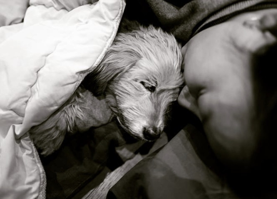 Lee Hyo-ri’s dog Soon-Shim crossed the rainbow bridge…Parting in the arms of the family