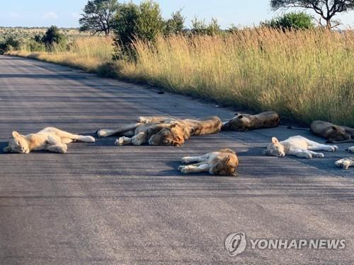 A man in his twenties who became a lion prey…  What I got out of my car on safari