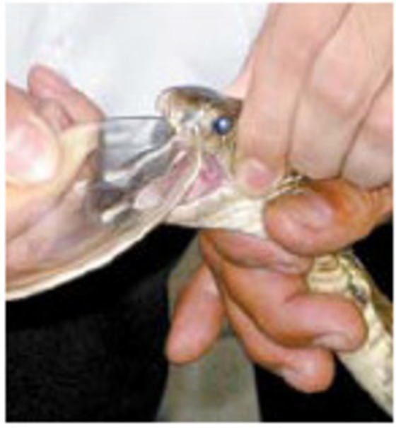 뱀독은 신약 개발 원료의 보물창고다. [위키미디어]