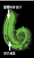 달팽이관 소리는 동굴 속을 통과하면서 늘어선 유모세포들을 진동시킨다.
