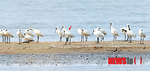 만든곳: 한국 네티즌본부 카페