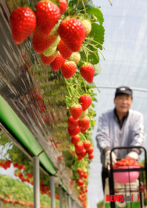 사진이 안 보일때:→우칙클릭 →사진보기 클릭. 작성: Daum카페: 한국 네티즌본부