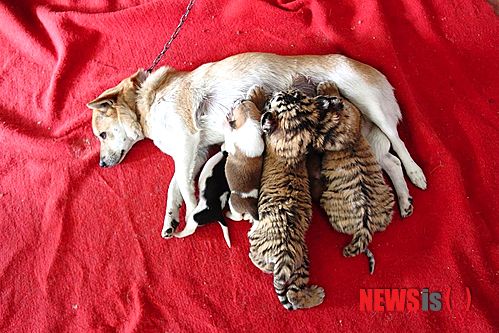 사진이 안보일 때→우측클릭→'사진보기' 클릭, OK. ☞작성: Daum카페: 한국 네티즌본부