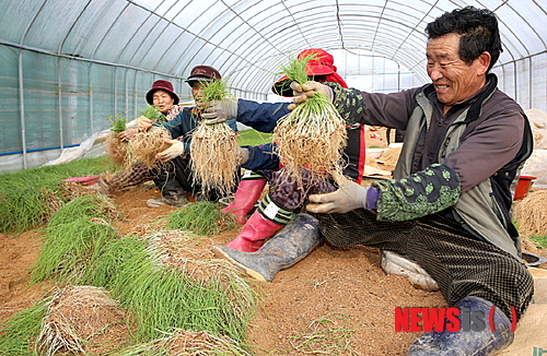 사진이 안보일 때→우측클릭→'사진보기' 클릭, OK. ☞작성: Daum카페: 한국 네티즌본부