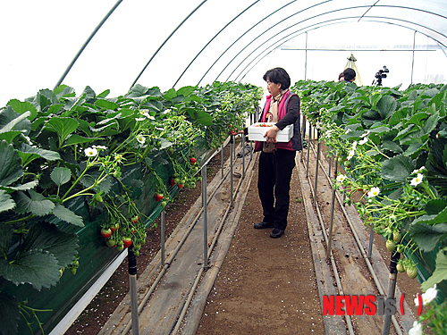 사진이 안보일 때→우측클릭→'사진보기' 클릭, OK. ☞작성: Daum카페: 한국 네티즌본부