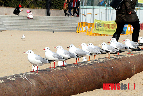 사진이 안보일 때→우측클릭→'사진보기' 클릭, OK. ☞작성: Daum카페: 한국 네티즌본부