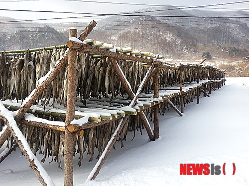 사진이 안보일 때→우측클릭→'사진보기' 클릭, OK. ☞작성: Daum카페: 한국 네티즌본부