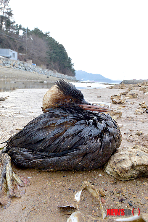 사진이 안보일 때→우측클릭→'사진보기' 클릭, OK. ☞작성: Daum카페: 한국 네티즌본부