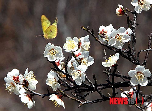 사진이 안보일 때→우측클릭→'사진보기' 클릭, OK. ☞작성: Daum카페: 한국 네티즌본부